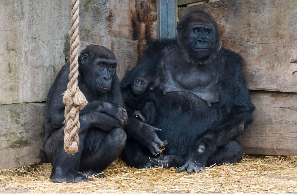 BRISTOL ZOO: - This modest 12 acre zoo homes more than 450 species. Moreover, it has utilised its space resourcefully for a small zoo – probably one of the smallest in the world.