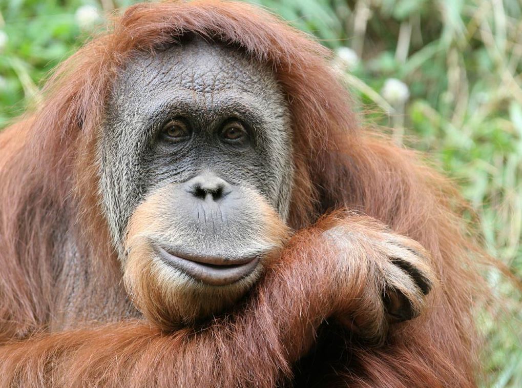 CHESTER ZOO: is the most popular zoo in the UK and has been rated amongst the top 15 zoos worldwide. It has a striking 12, 0000 creatures from more than 400 animal species.