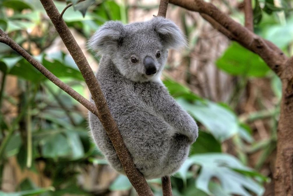 EDINBURGH ZOO: This zoo has 82 acres of land and is the only one in the UK that look after giant koalas and pandas.