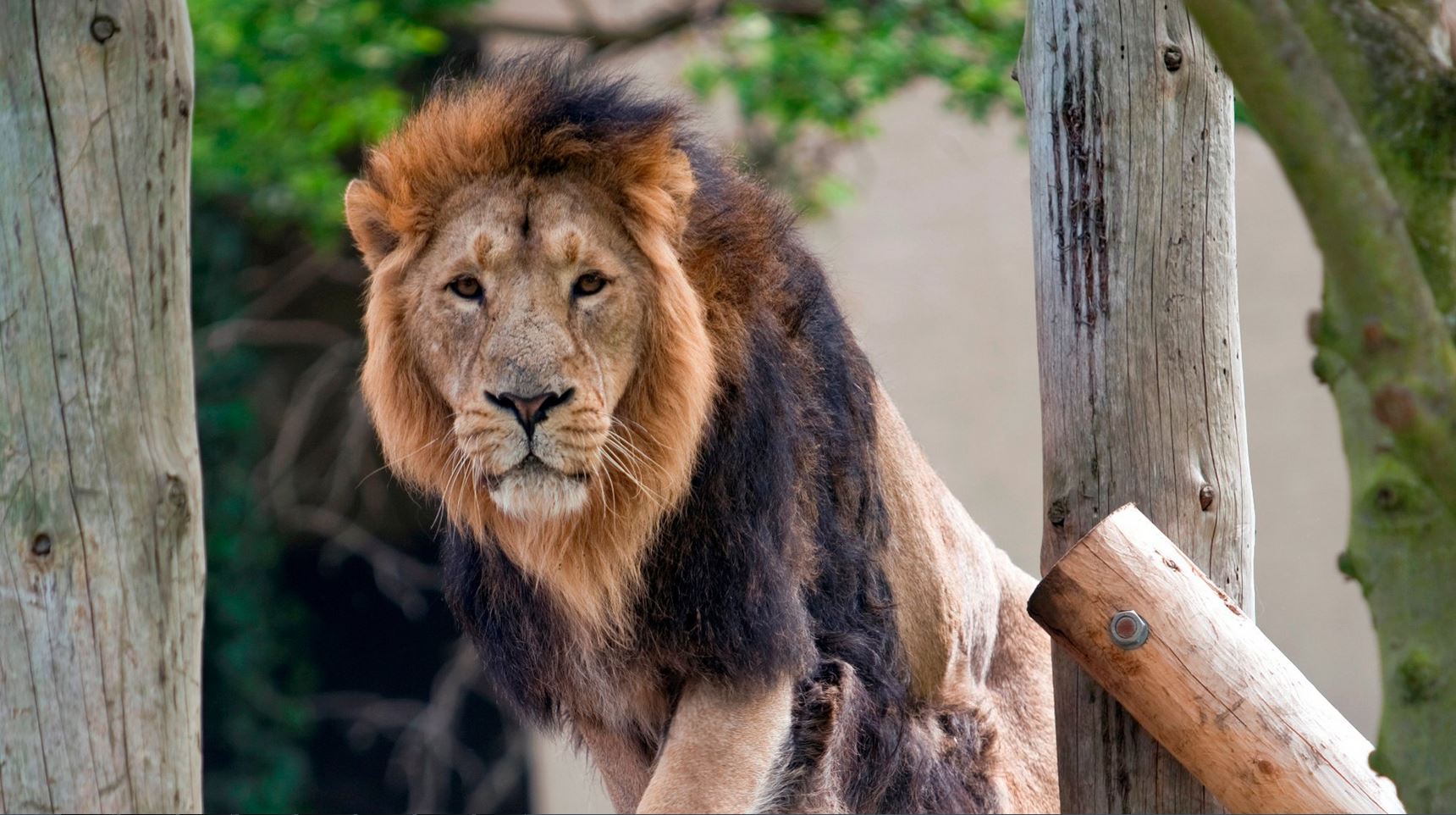 LONDON ZOO: Established in 1828, London Zoo is the oldest scientific zoo in the world. It is situated in Regents park and is the home to around 755 different animal species with approximately 16, 802 animals.