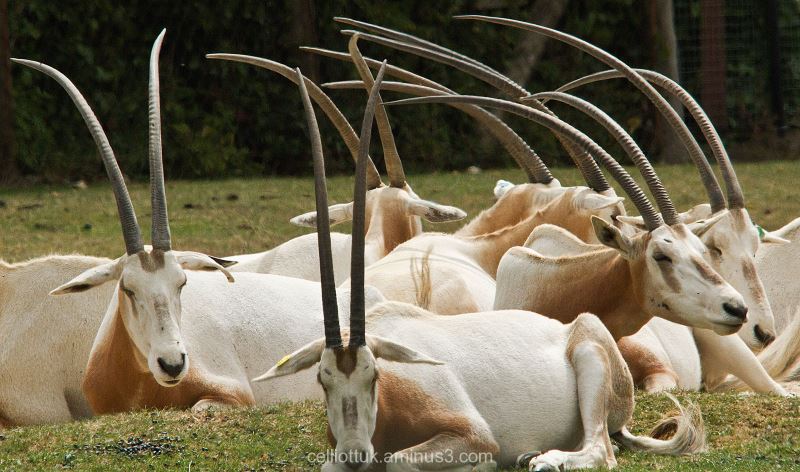 MARWELL ZOO: This is located around a 140-acre park close to Winchester and is home to so many striking and rare species of animals