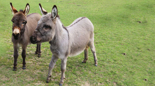 Whipsnade Zoo: Farm Yard Animals
